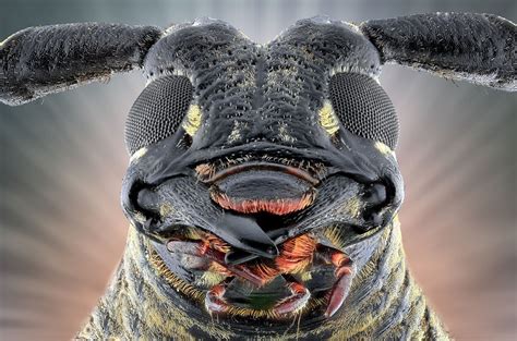 scary insects|See Incredible Insects Up Close With These Creepy.
